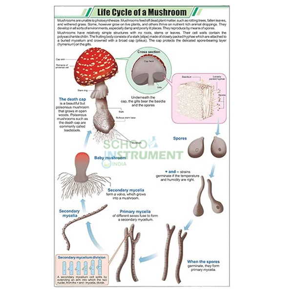 Fungi Charts, Botany